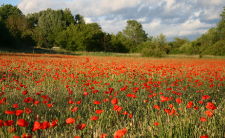 Champs de coquelicots