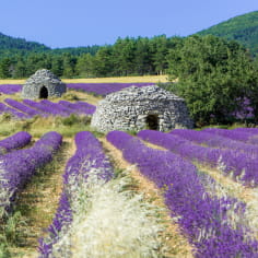 La Drôme Provençale - bories dans les champs de lavande