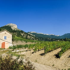 Cabanon dans les vignobles de Clairette de Die - incontournable de la Drôme