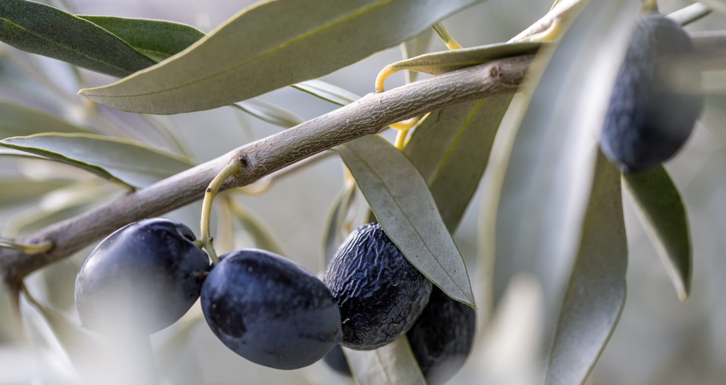 branche d'olivier portant des fruits