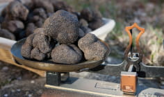 Marché aux truffes de Valence! - Dromenade