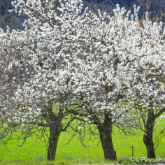 Cerisier en fleurs dans un verger de la Drôme