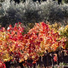 Vigne et oliviers en automne 01