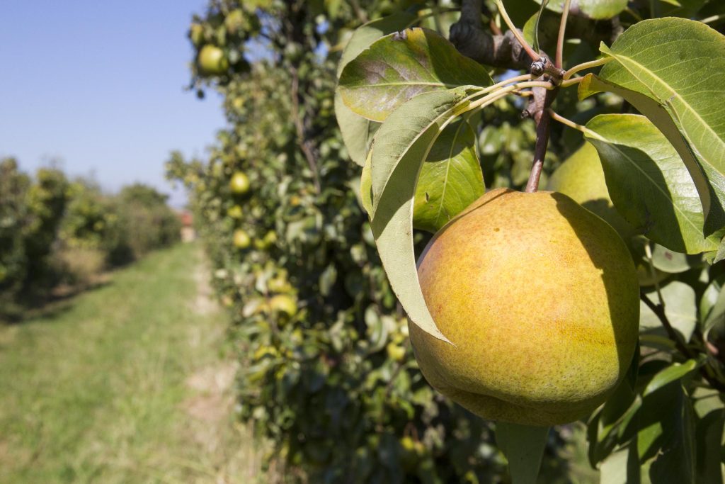 Poire de la Valloire 