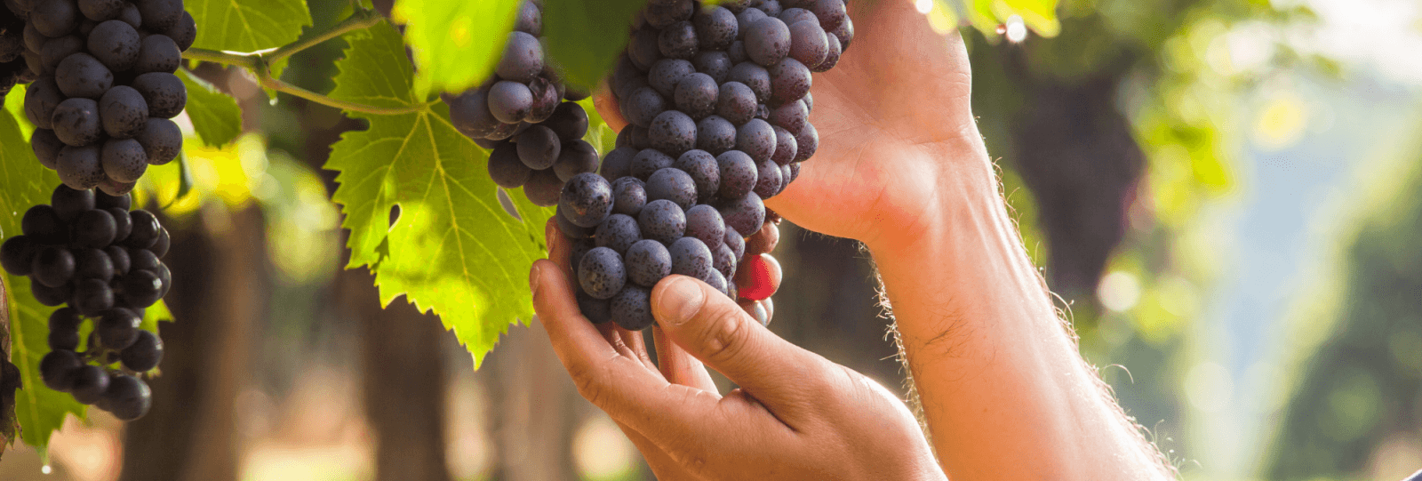 Expérience vigneronne : Les vendanges - M. Chapoutier