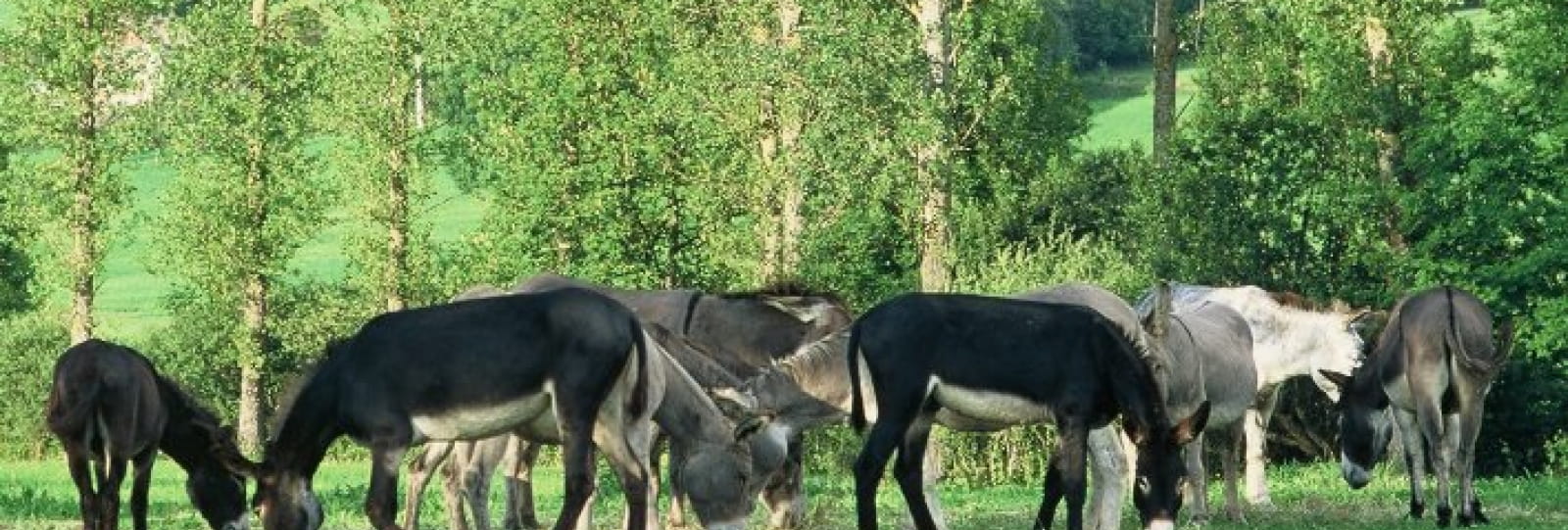 Location d'ânes Rando d'âne du Vercors