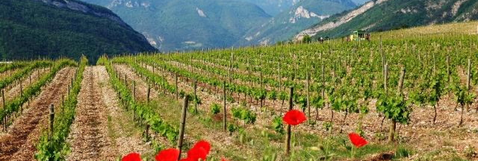 Sur les chemins de la Clairette : le sentier viticole