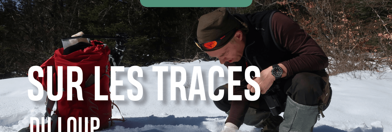 Wolf tracking on snowshoes