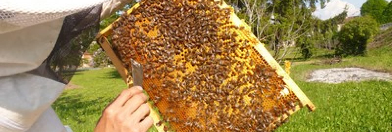 Les ruches de la Bayarde