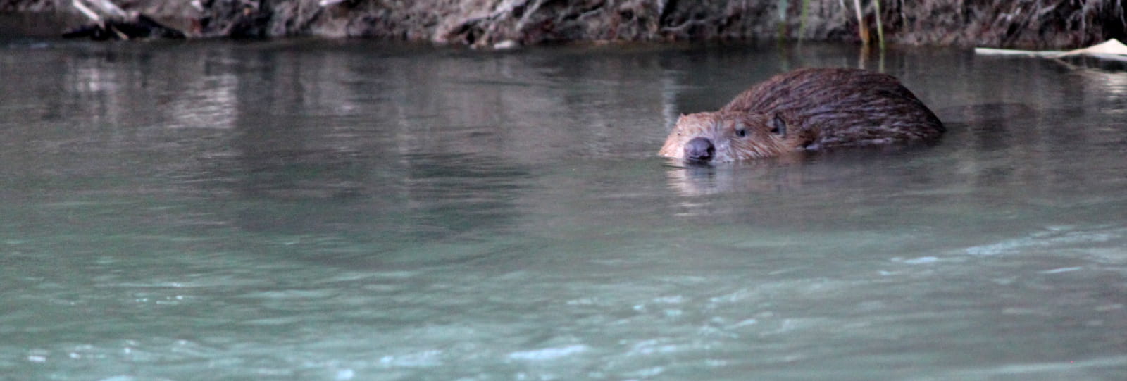 Guided Walk with Christophe Pelet: Meet the Beaver : Get Ready to Wet your Feet at Dusk to Learn More About this Clever Rodent