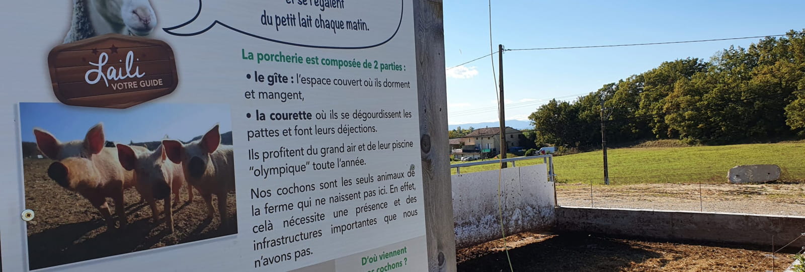 Visite guidée de la ferme 'Dessine-moi une brebis'