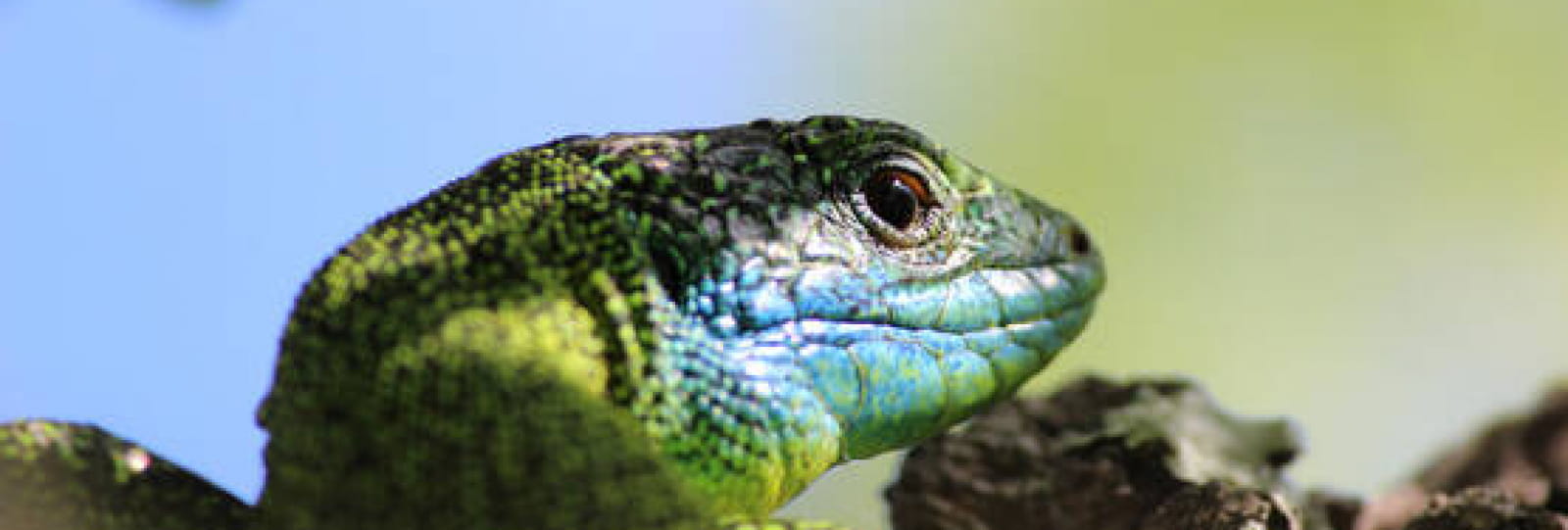 Balade naturaliste reptile