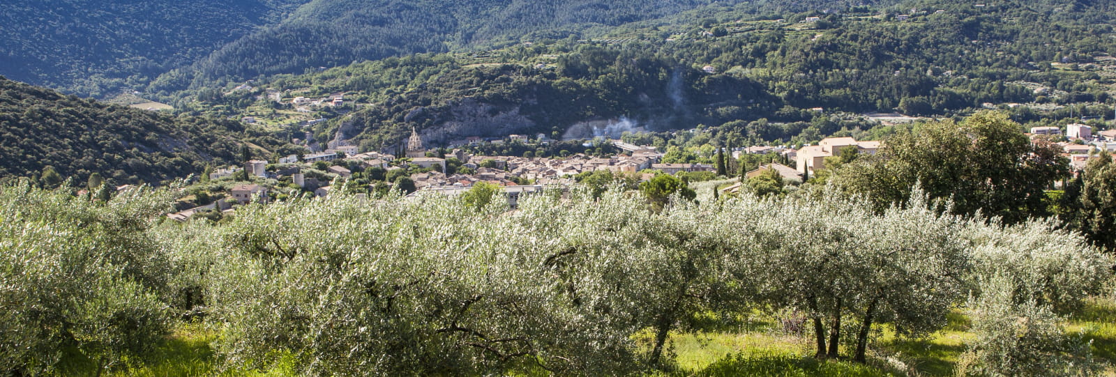 Le pays de l’olive… et des lavandes (n°10)