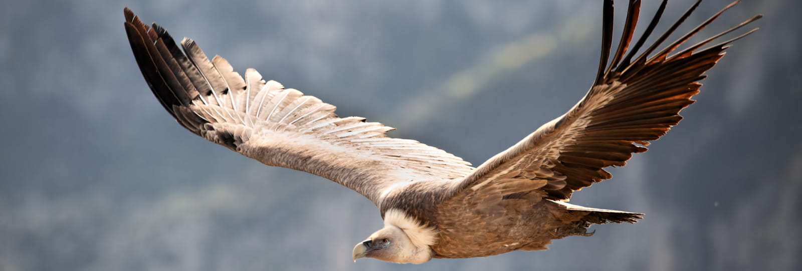 Hike - Vultures Flights with Vercors Escapade