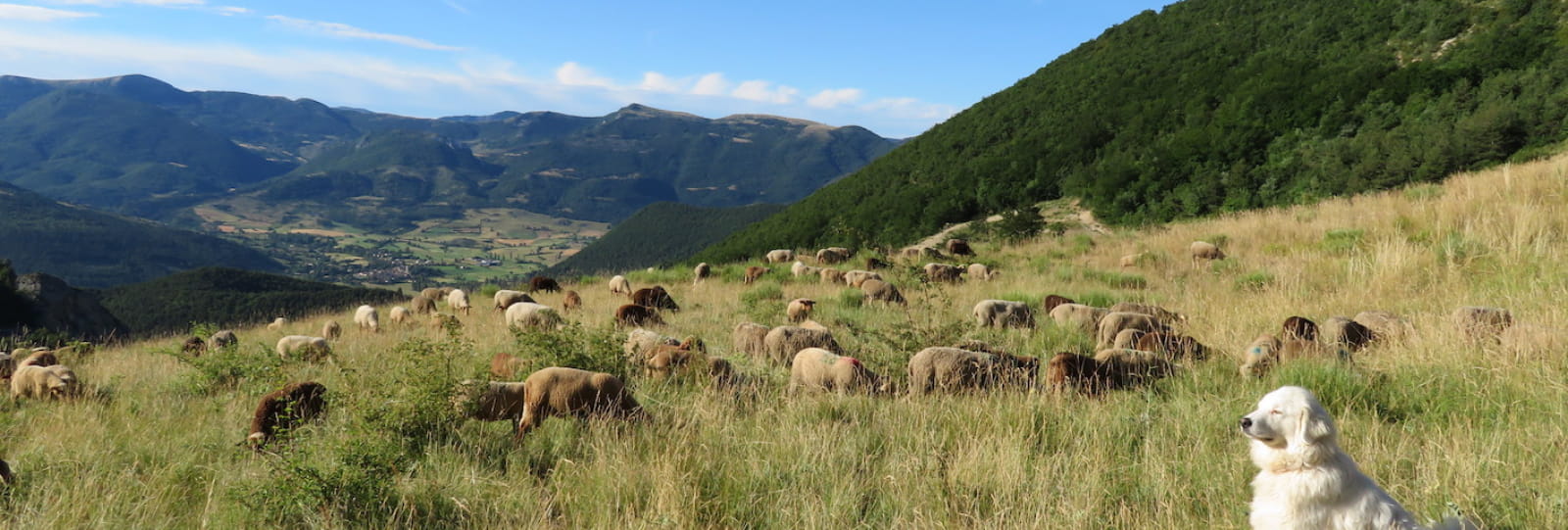 La colline aux moutons