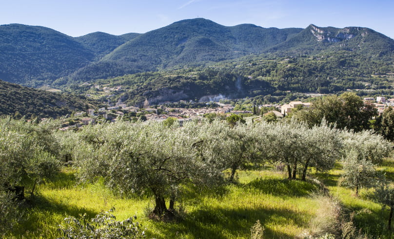 Le pays de l’olive… et des lavandes (itinéraire n°10)