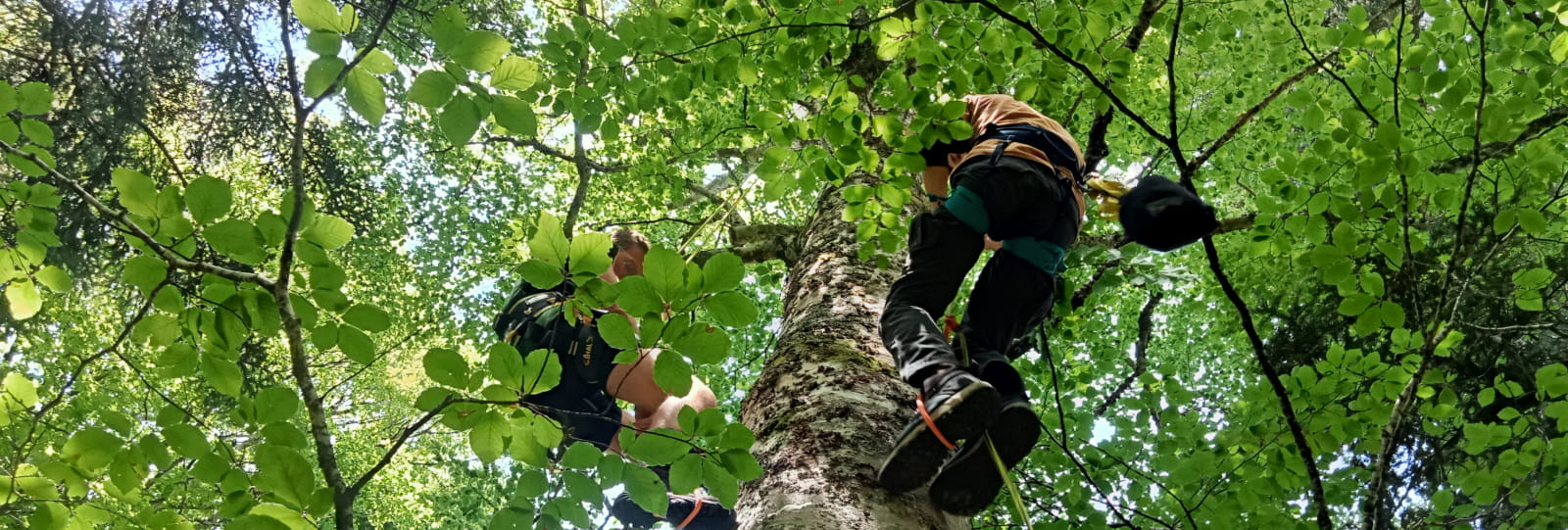 Guided Tree Climbing Adventure