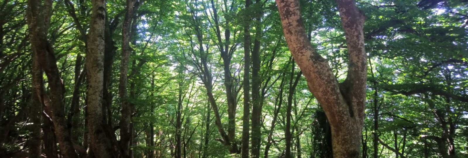 Bains de forêt ou Shinrin-yoku