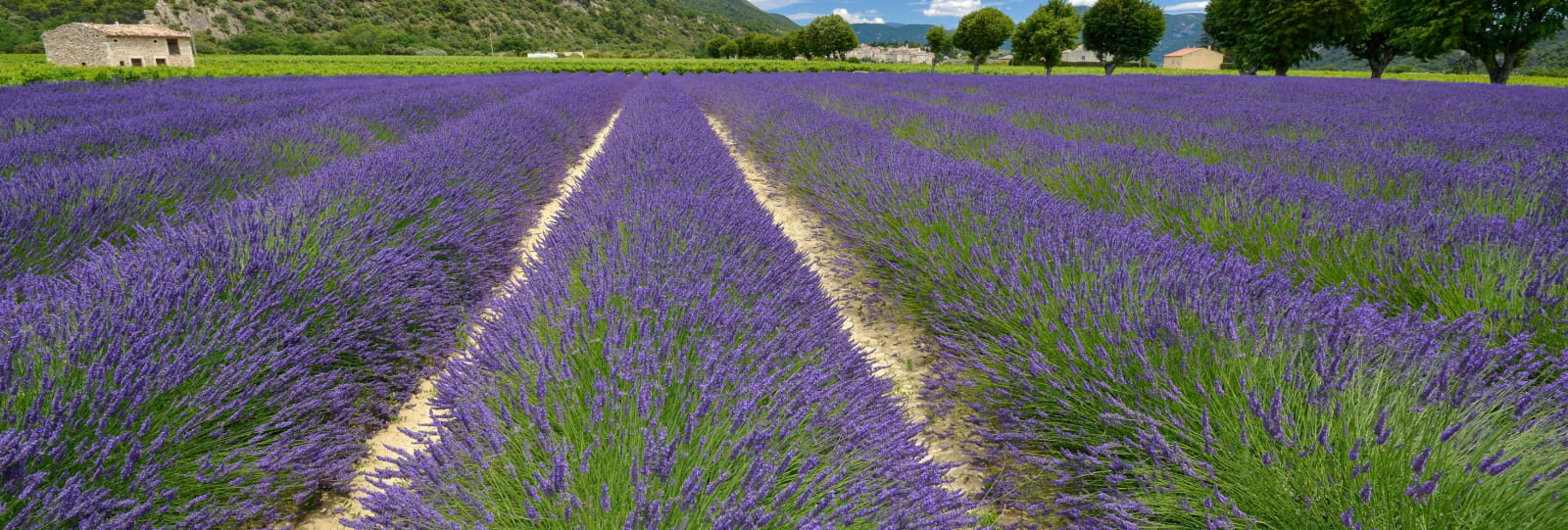 The Lavender Way