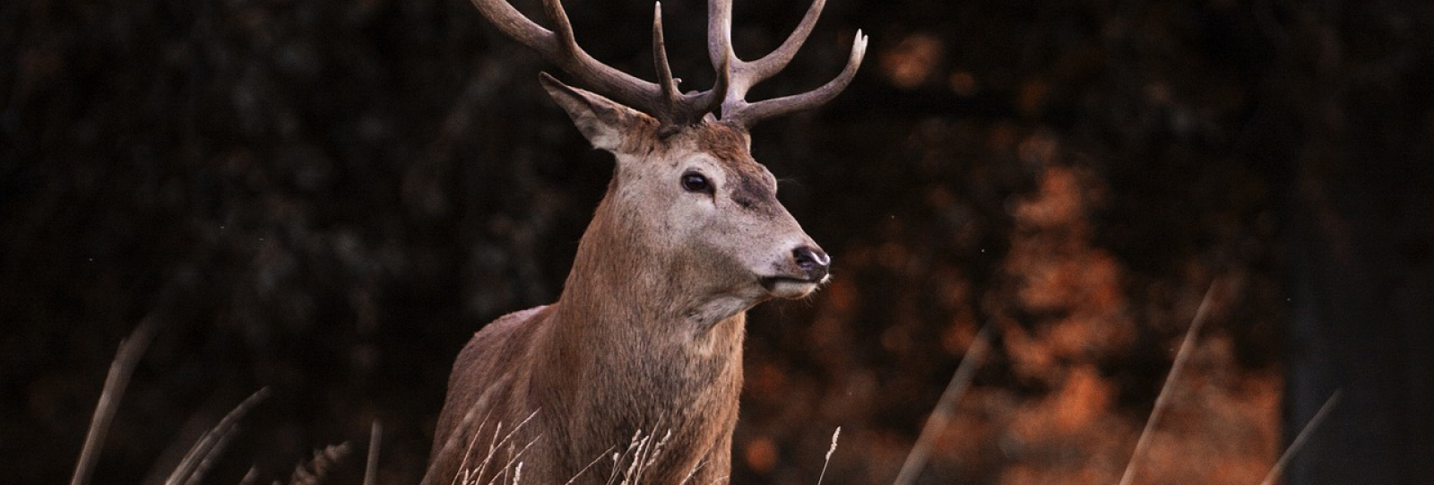 Randonnée et bivouac Brame du Cerf