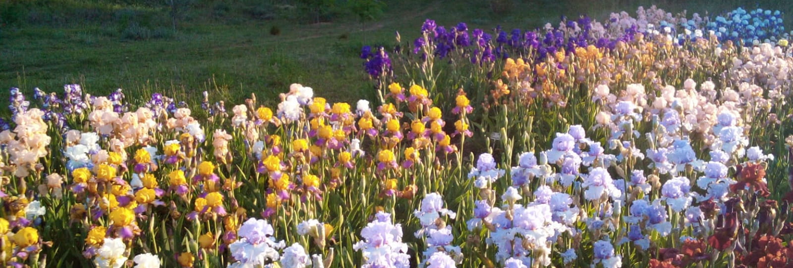 Iris et bulbes de la Garenne